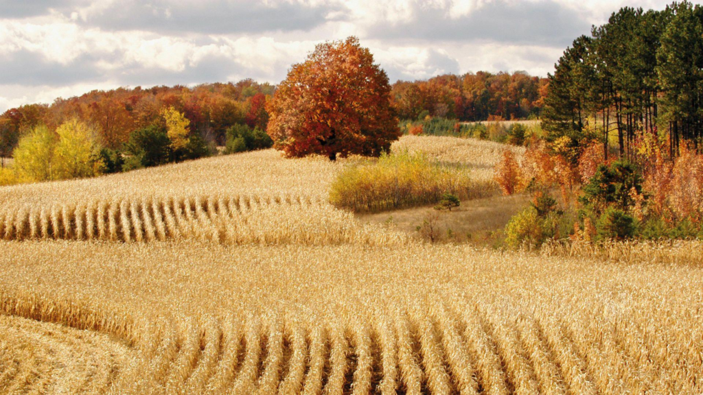 Fall Harvest